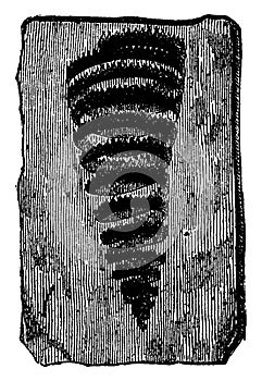 Graptolites turriculatus, vintage engraving