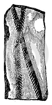 Graptolites vintage illustration