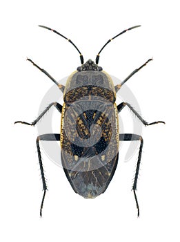 Graptopeltus lynceus