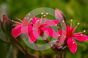 (Graptopetalum bellum, Tacitus bellus, Crassulaceae) succulent blooming in spring with red flowers with succulent leaves