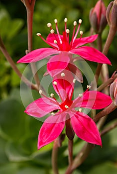 (Graptopetalum bellum, Tacitus bellus, Crassulaceae) succulent blooming in spring with red flowers with succulent leaves