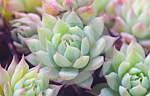 Succulents close up shot, GRAPTOPETALUM MACDOUGALLII ALXANDER photo