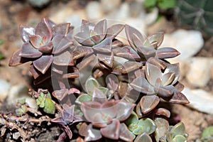 Graptopetalum mendozae
