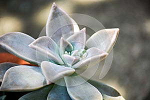 Graptopetalum paraguayense Ghost Plant