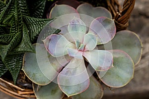 Graptopetalum paraguayense plant close up