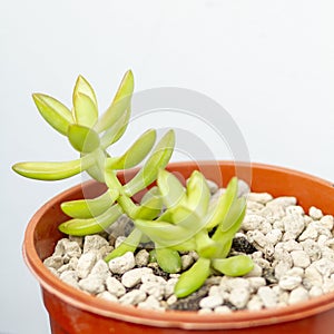 Graptopetalum paraguayense, Succulent plant photo