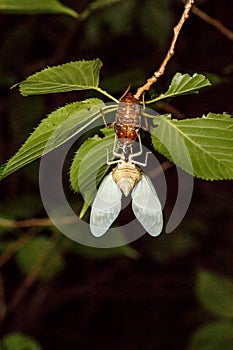 Graptopsaltria nigrofuscata