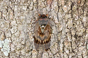 Graptopsaltria nigrofuscata