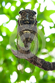 Graptopsaltria nigrofuscata Japanese cicada, the large brown, called aburazemi in Japanese. On dry branch