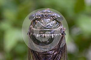 Graptopsaltria nigrofuscata Japanese cicada, the large brown cicada, called aburazemi in Japanese. Head close-up