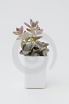 Graptosedum francesco baldi and lenophyllum guttatum in white pot on white background