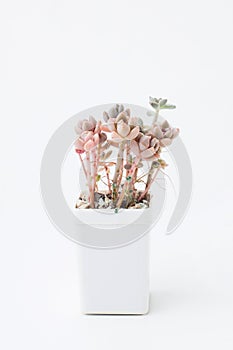 Graptosedum Francesco Baldi succulent houseplant in white plastic pot on white background