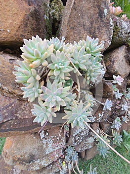 Graptosedum \'Francesco Baldi\' is a succulent plant.
