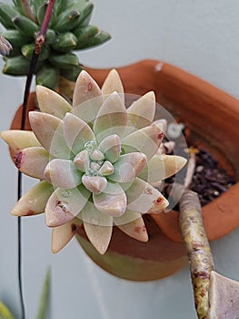 Graptosedum \'Francesco Baldi\' is a succulent plant. In a vase .