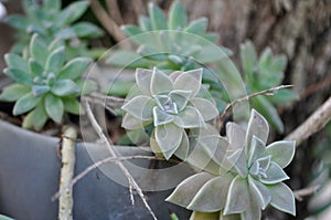 Graptosedum Francesco Baldi succulent in a pot