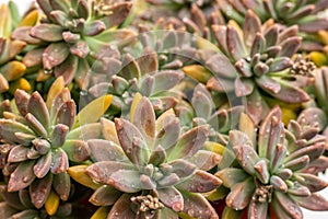 Graptosedum franchesco baldi succulents closeup