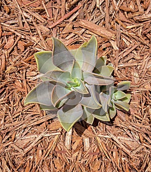 Graptoveria Fred Ives