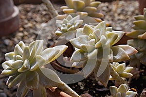 Graptoveria