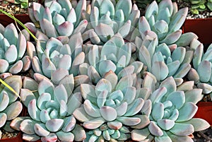 Graptoveria Moonglow