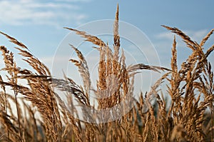 Gras spike in deatil with blue sky on the background