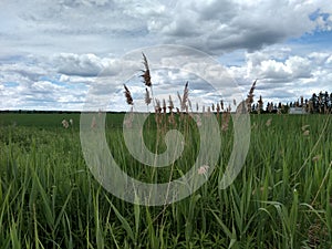 Grasa and Reeds Stretch Towards The Cloudy Sky photo