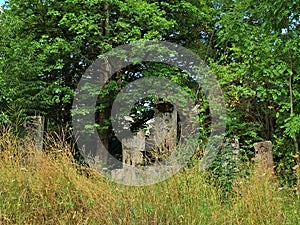 Old Cross stones in the forest