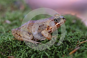 Common Frog on moss - side view