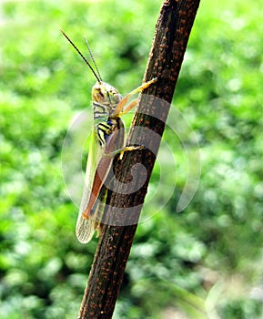 Grashopper