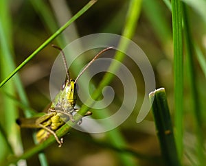 Grashopper