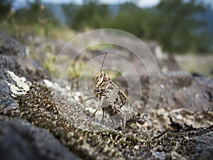 Grashopper chorthippus biguttulus female