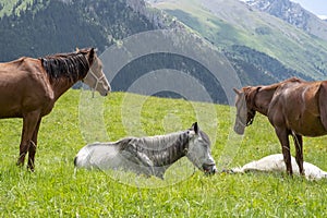 Grasing horses in the mountains.