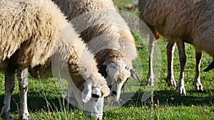 Grasing Sheeps