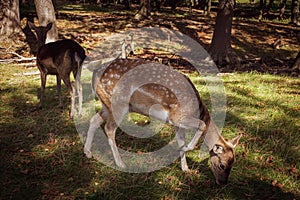 Grasing young female fallow deer dama dama