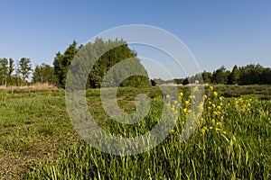 Grasland in Rottige Meente, Grassland at Rottige Meente