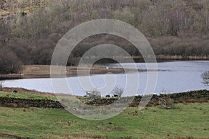 Grasmere Lake, Lake District, Cumbria, England, UK