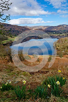 Grasmere from Loughrigg Terrace in early Spring with daffodils and reflections in lake, Lake District, England