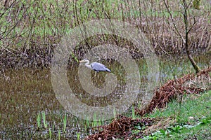 Grey Heron on Pond above Dove Cottage, Grasmere, Cumbria, England, UK