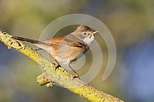 Grasmus, Common Whitethroat, Sylvia communis