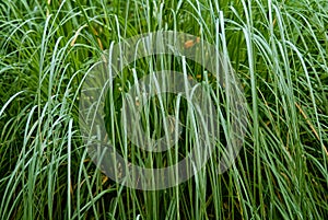 Grass photo