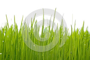 Gras 