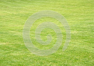 Grass