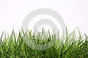 Grass img