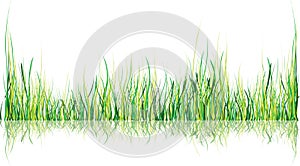 Grass