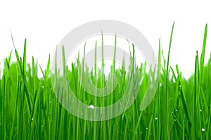 Gras 