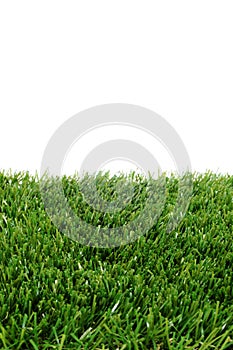 Grass