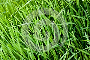 Grass