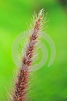 Grass