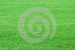 Grass