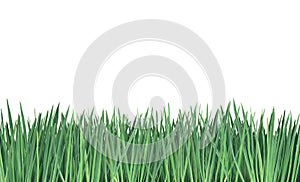 Grass