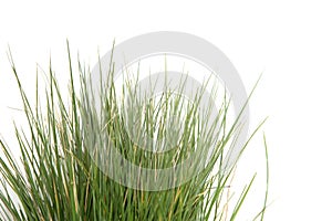 Grass